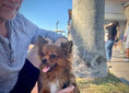 Load image into Gallery viewer, Sunshine Mi-Ki's "Archie"