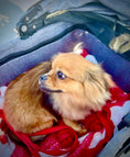 Load image into Gallery viewer, Sunshine Mi-Ki's "Romeo"