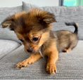 Load image into Gallery viewer, Sunshine Mi-Ki's "Archie"