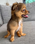 Load image into Gallery viewer, Sunshine Mi-Ki's "Archie"
