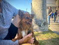 Load image into Gallery viewer, Sunshine Mi-Ki's "Archie"