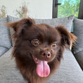 Load image into Gallery viewer, dark chocolate brown smooth face coat type pure bred mi-ki dog with amber eyes on grey sofa in Florida