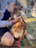 Load image into Gallery viewer, Sunshine Mi-Ki's "Romeo"