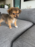 Load image into Gallery viewer, Sunshine Mi-Ki's "Romeo"