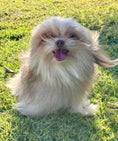 Load image into Gallery viewer, Sunshine Mi-Ki's "Simon"