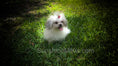 Load image into Gallery viewer, Little white with black tips Mi-Ki female puppy. Long coat