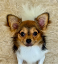 Load image into Gallery viewer, Sunshine Mi-Ki "Halo"
