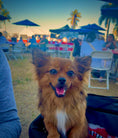 Load image into Gallery viewer, Sunshine Mi-Ki's "Archie"

