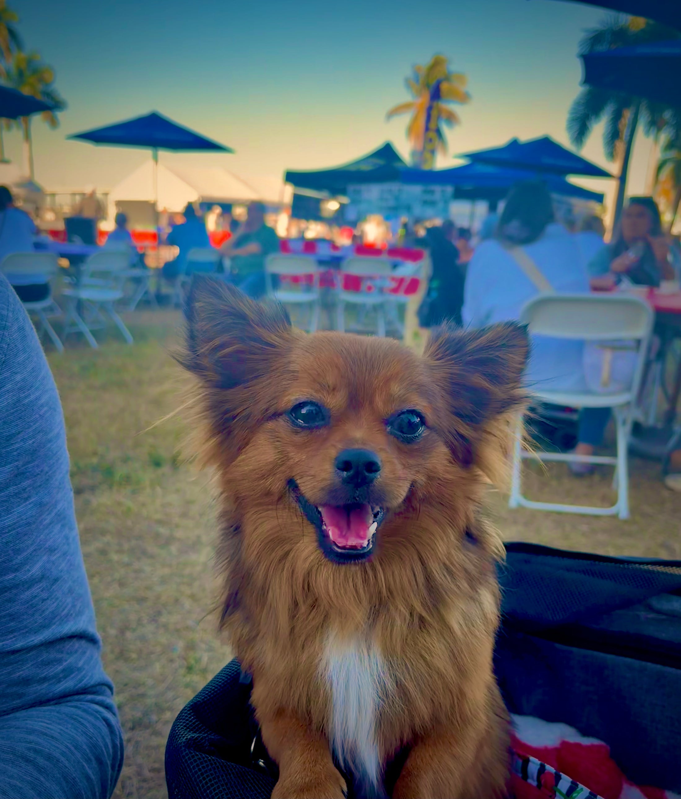 Sunshine Mi-Ki's "Archie"