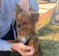 Load image into Gallery viewer, Sunshine Mi-Ki's "Archie"
