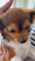 Load image into Gallery viewer, Sunshine Mi-Ki "Halo"
