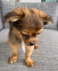 Load image into Gallery viewer, Sunshine Mi-Ki's "Archie"

