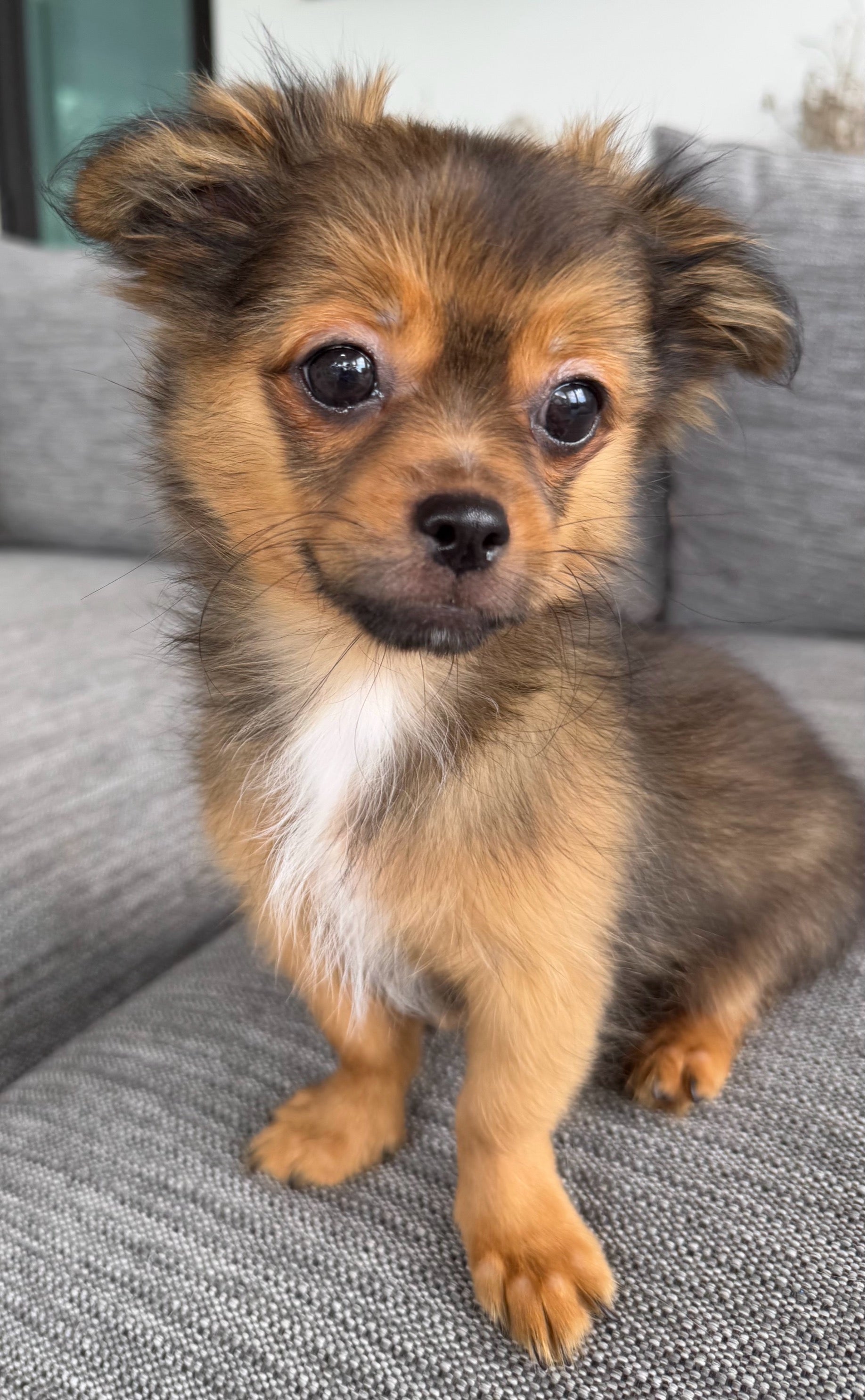 Sunshine Mi-Ki's "Archie"