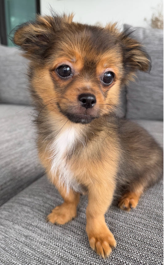 Sunshine Mi-Ki's "Archie"