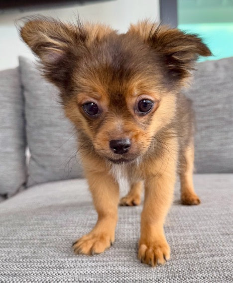 Sunshine Mi-Ki's "Archie"