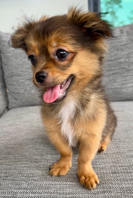 Sunshine Mi-Ki's "Archie"