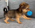 Load image into Gallery viewer, Sunshine Mi-Ki's "Archie"
