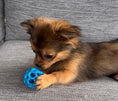 Load image into Gallery viewer, Sunshine Mi-Ki's "Archie"
