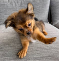 Load image into Gallery viewer, Sunshine Mi-Ki's "Archie"

