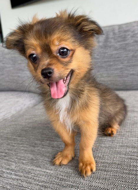 Sunshine Mi-Ki's "Archie"