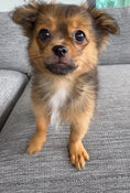 Load image into Gallery viewer, Sunshine Mi-Ki's "Archie"
