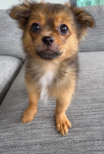 Sunshine Mi-Ki's "Archie"