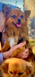 Load image into Gallery viewer, Small brown red pure bred Mi-Ki dog  held by a person outdoorse
