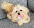 Load image into Gallery viewer, Sunshine Mi-Ki "Benjamin"
