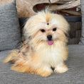 Load image into Gallery viewer, Sunshine Mi-Ki "Benjamin"
