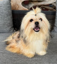 Load image into Gallery viewer, Sunshine Mi-Ki "Benjamin"
