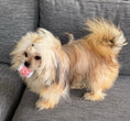 Load image into Gallery viewer, Sunshine Mi-Ki "Benjamin"
