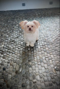 Load image into Gallery viewer, Sunshine Mi-ki "Bobo"
