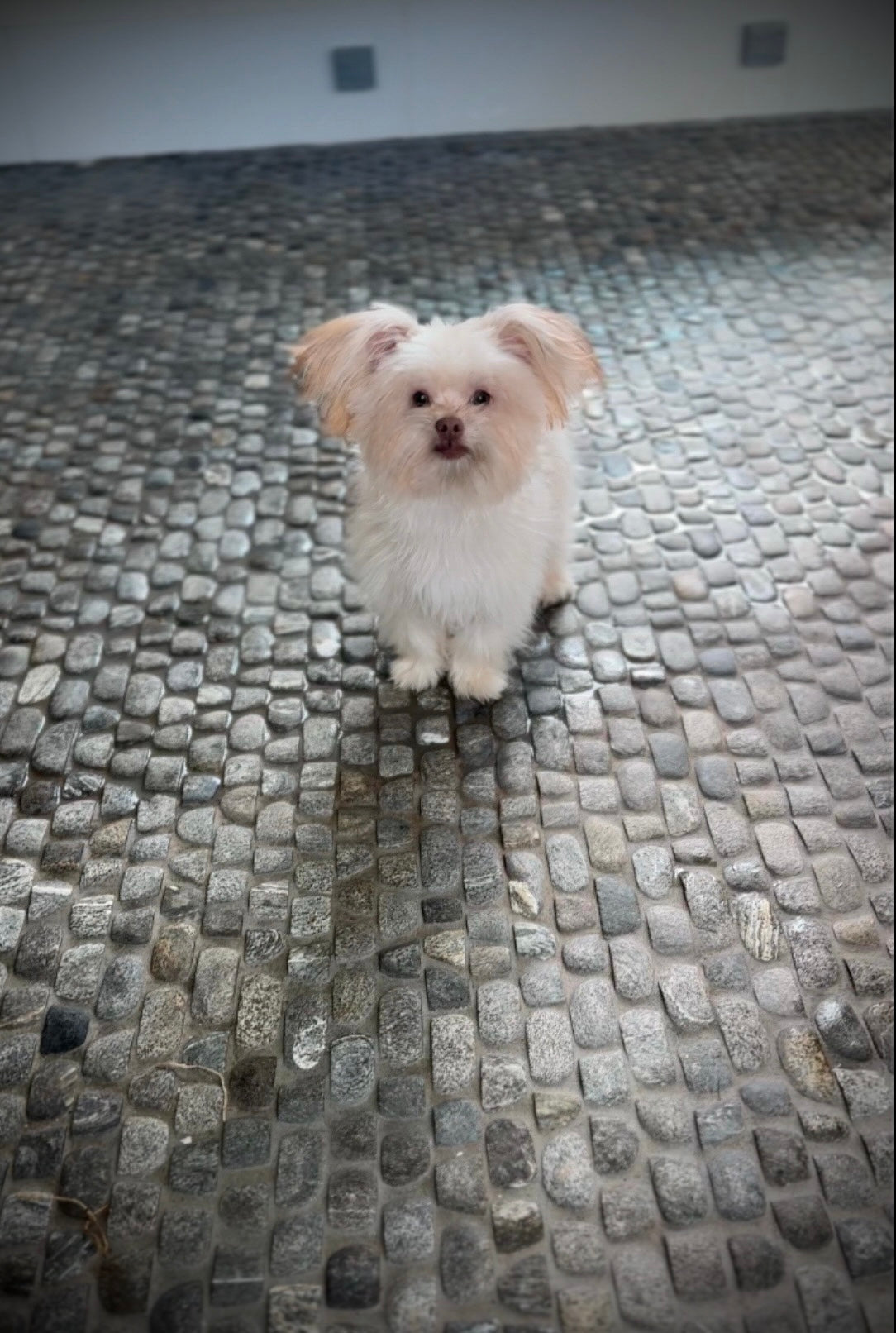 Sunshine Mi-ki "Bobo"
