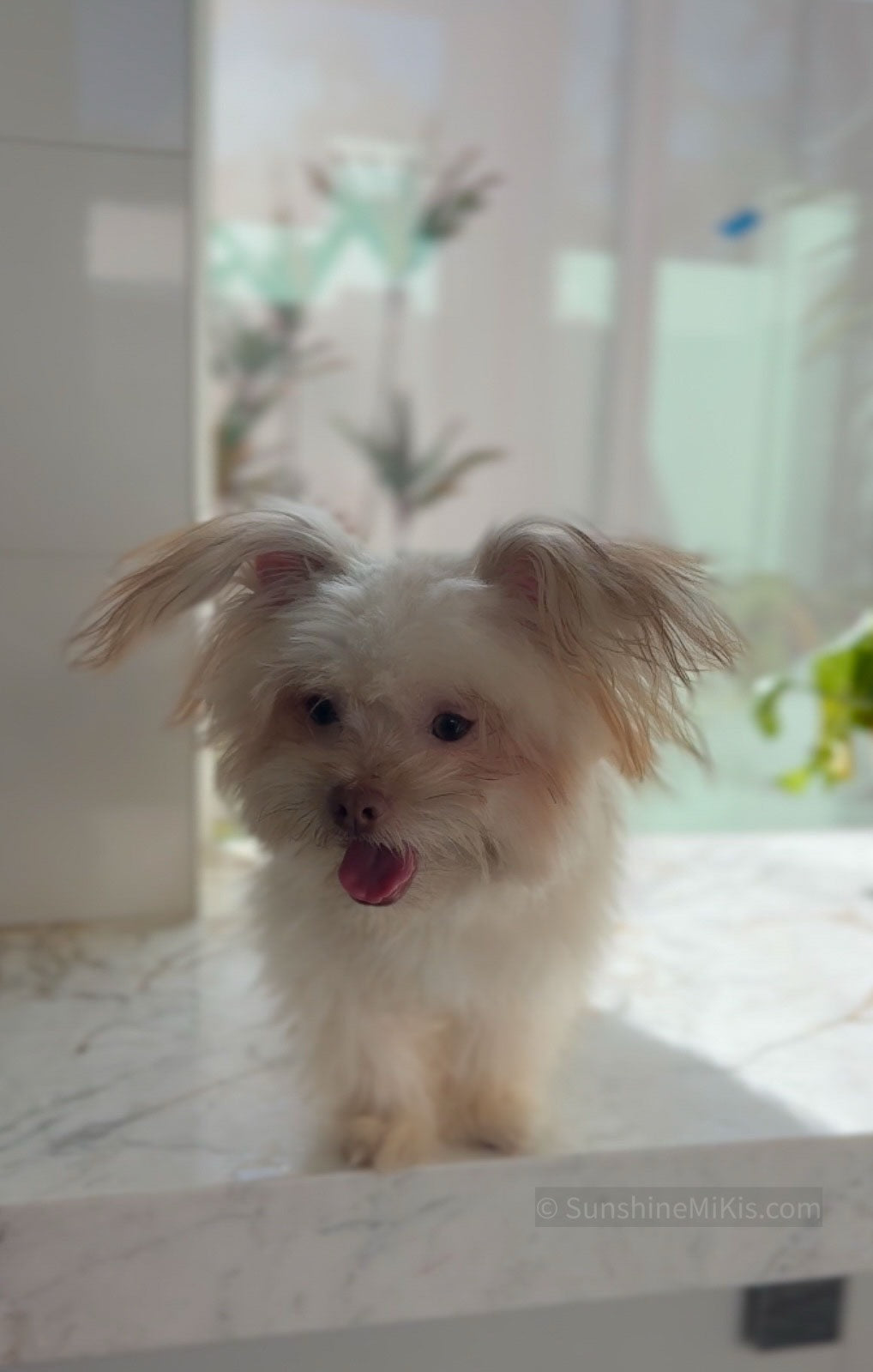 Sunshine Mi-ki "Bobo"