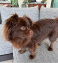 Load image into Gallery viewer, Sunshine Mi-Ki "Edward"
