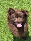 Load image into Gallery viewer, Sunshine Mi-Ki "Edward"
