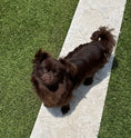 Load image into Gallery viewer, Sunshine Mi-Ki "Edward"
