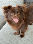 Load image into Gallery viewer, Sunshine Mi-Ki "Edward"
