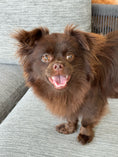Load image into Gallery viewer, Sunshine Mi-Ki "Edward"
