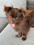 Load image into Gallery viewer, Sunshine Mi-Ki "Edward"

