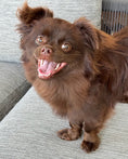 Load image into Gallery viewer, Sunshine Mi-Ki "Edward"
