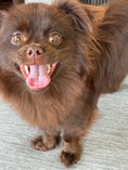Load image into Gallery viewer, Sunshine Mi-Ki "Edward"
