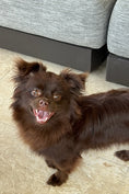 Load image into Gallery viewer, Sunshine Mi-Ki "Edward"
