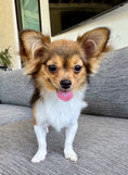 Load image into Gallery viewer, Sunshine Mi-Ki "Halo"
