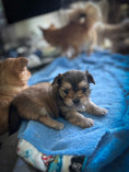 Load image into Gallery viewer, Sunshine Mi-Ki "Benjamin"
