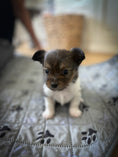 Load image into Gallery viewer, Sunshine Mi-Ki "Halo"
