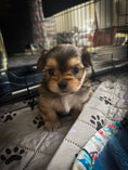 Load image into Gallery viewer, Sunshine Mi-Ki "Benjamin"

