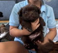 Load image into Gallery viewer, Sunshine Mi-Ki "Edward"
