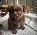 Load image into Gallery viewer, Sunshine Mi-Ki "Edward"

