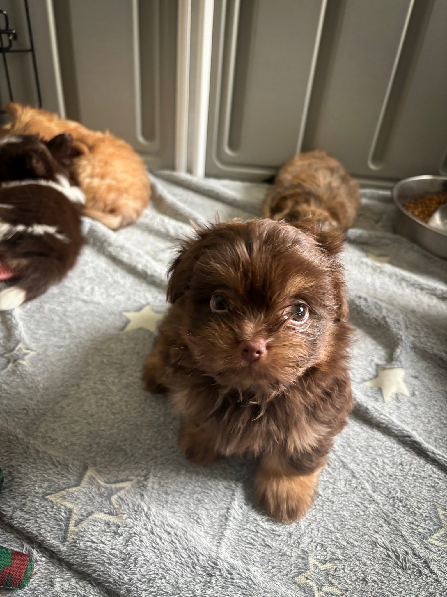 Sunshine Mi-Ki "Jacob"